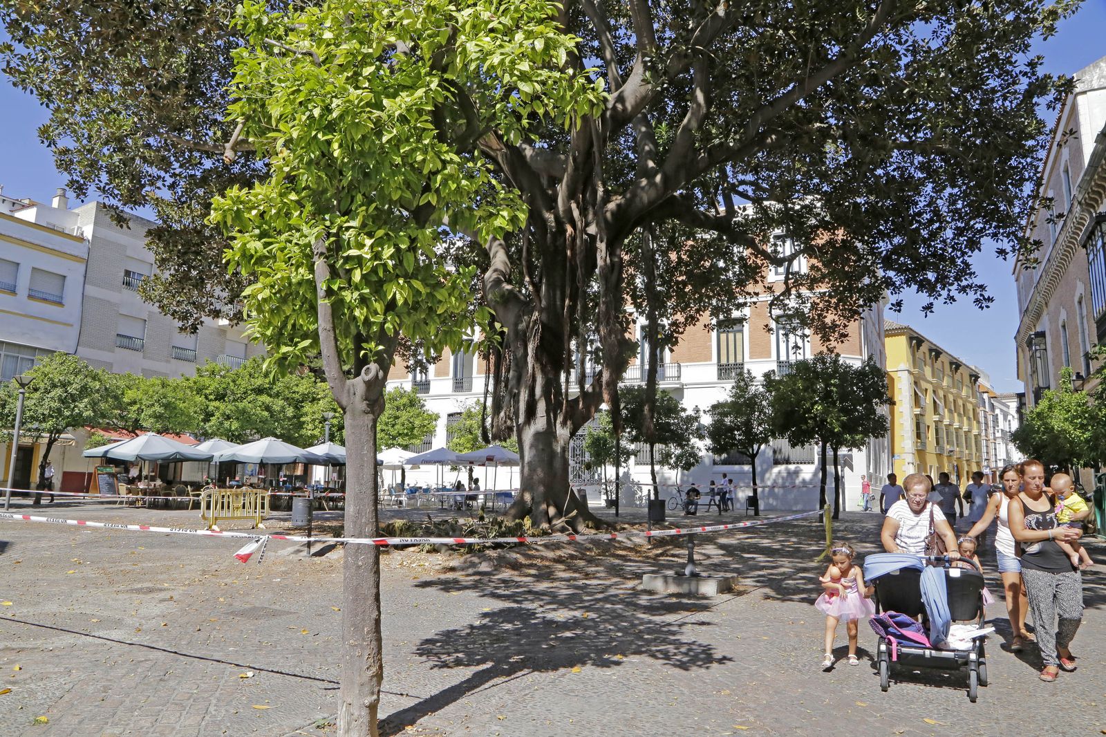 La base del ficus permanecía ayer por la mañana precintada. Por la tarde se retiró.