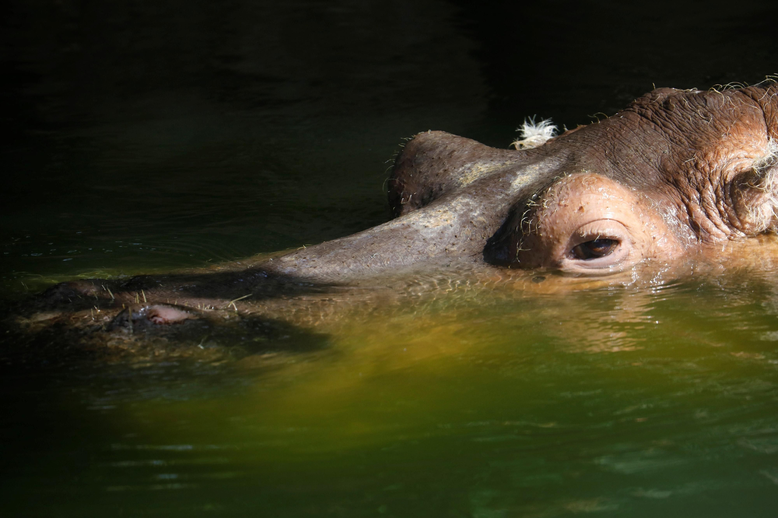 Fotogalería: Así viven los animales del Zoo de Córdoba los meses de verano