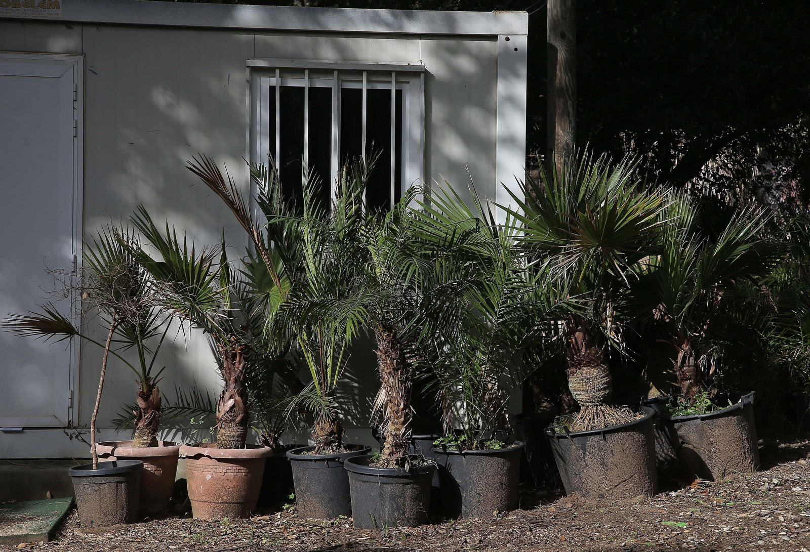 Fotos del vivero municipal de Algeciras