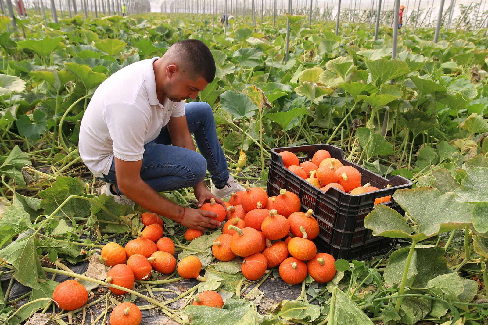 En Níjar se coltivan cientos de variedades, como calabazas en este invernadero ubicado entre Campohermoso  y Fernán Pérez.
