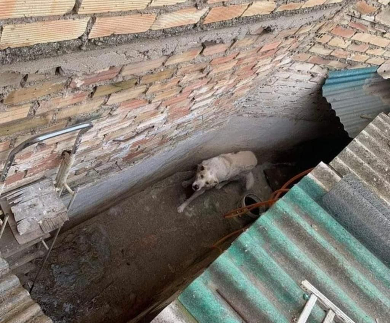 La Policía Local de Granada alertó de un posible caso de abandono animal con un final sorprendente