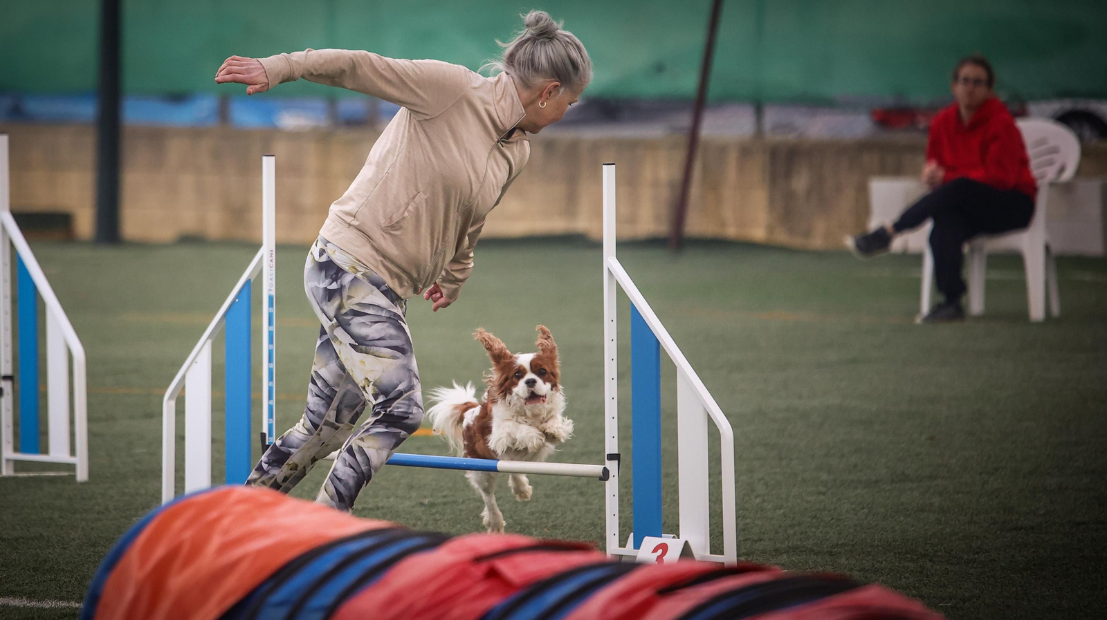 Habilidad canina en la prueba puntuable para el Campeonato de España de 'Agility' celebrado en Jerez Espectaculares las pruebas de disciplina canina puntuables para el Campeonato de España de Agility