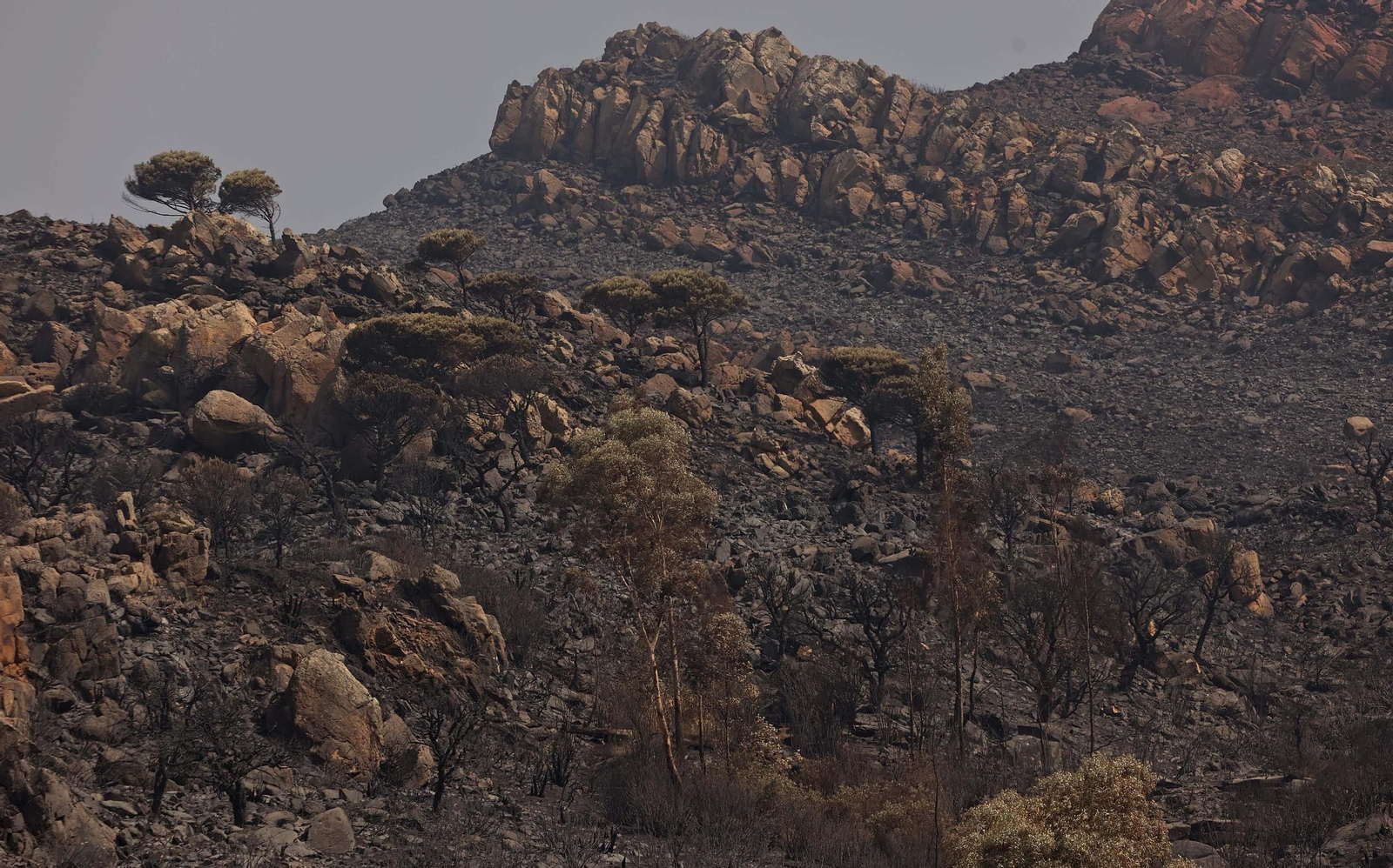 Fotos de los efectos del incendio en el monte de La Peña en Tarifa