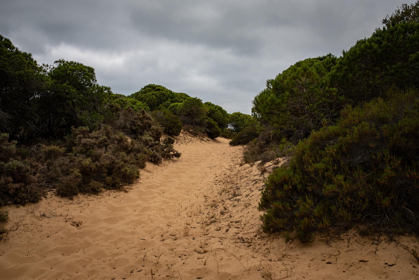 Un paseo a caballo por Doñana en imágenes