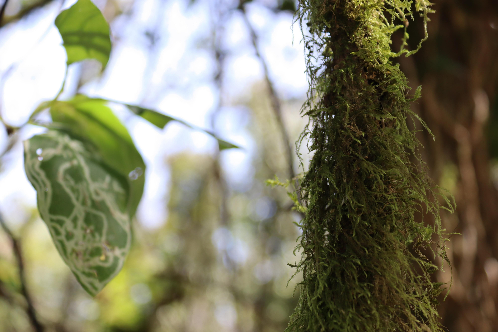 Fotos de la flora y fauna del Parque Natural de Los Alcornocales