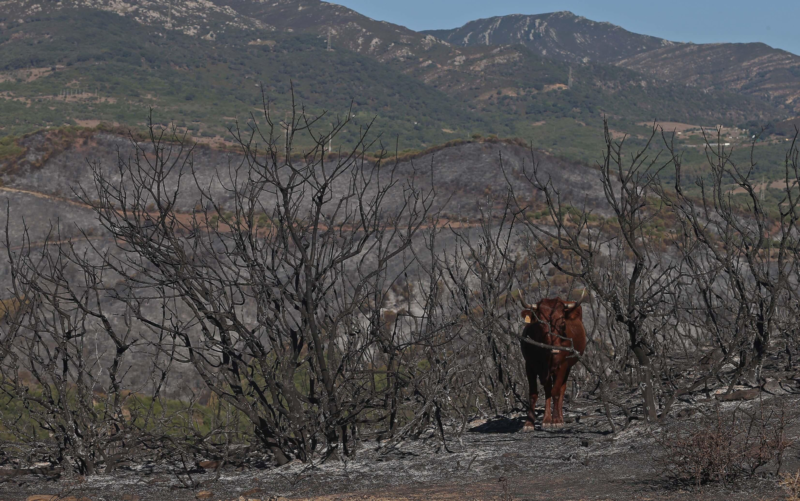 El impacto del incendio forestal de Algeciras, en imágenes