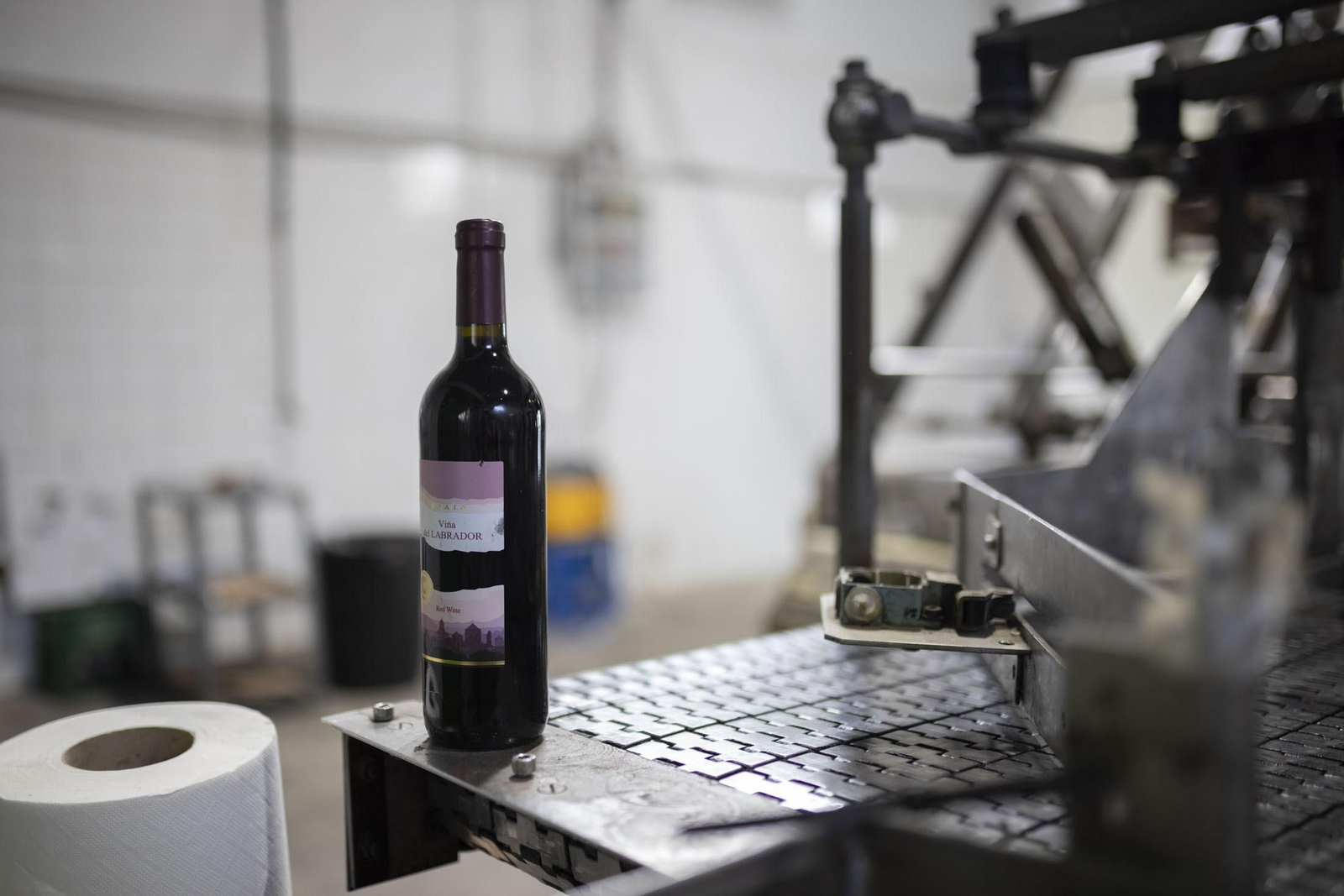 Imágenes de la vendimia en el Condado de Huelva