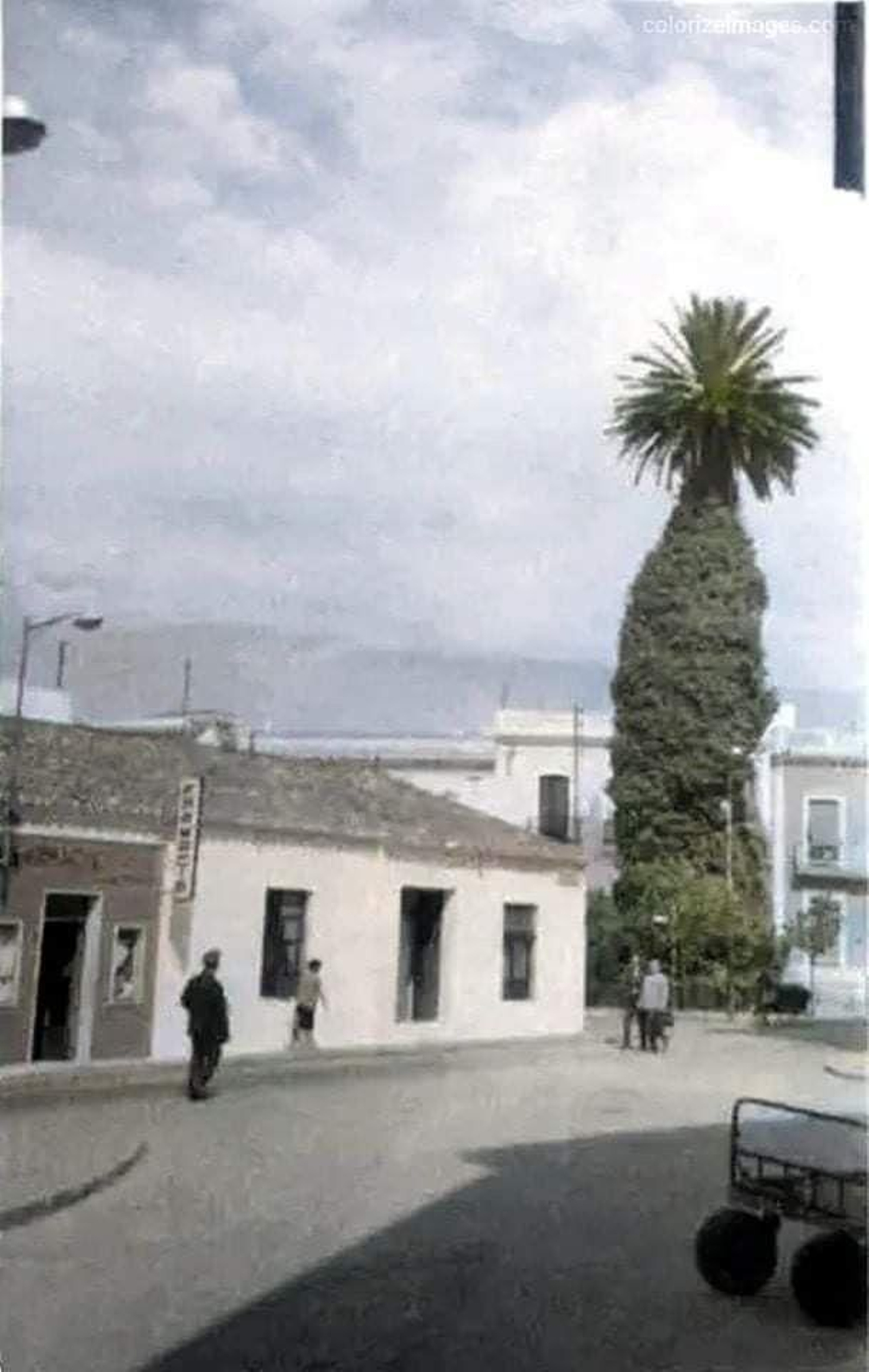 Triste adiós a la palmera más famosa de Huelva: Imágenes de sus 130 años de historia