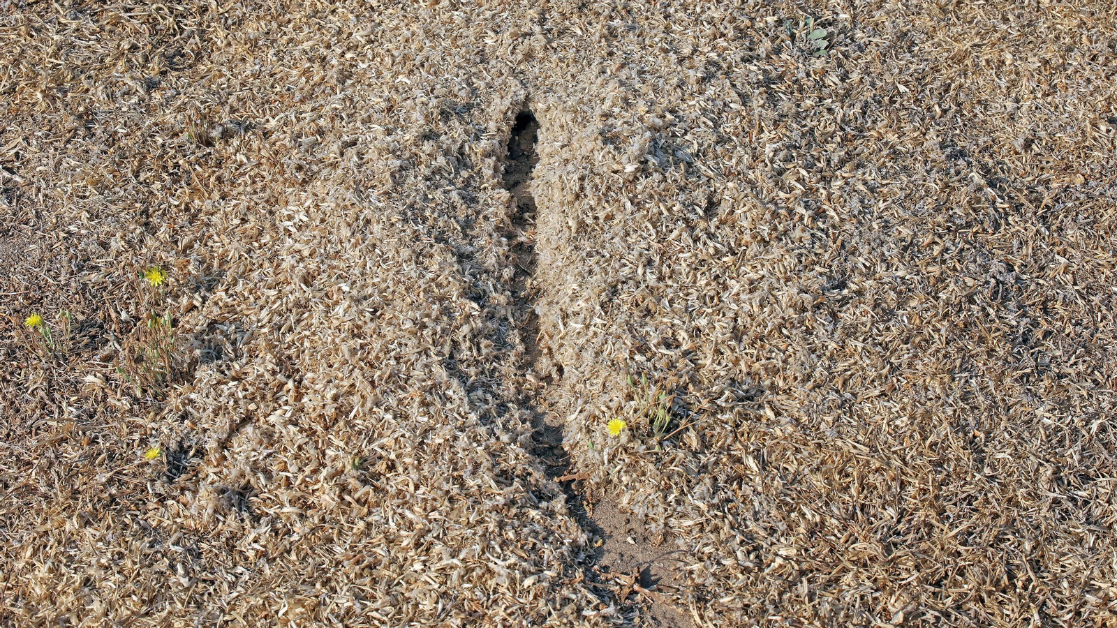 Este es el estado en que se encuentra la Pradera de Chapín en Jerez