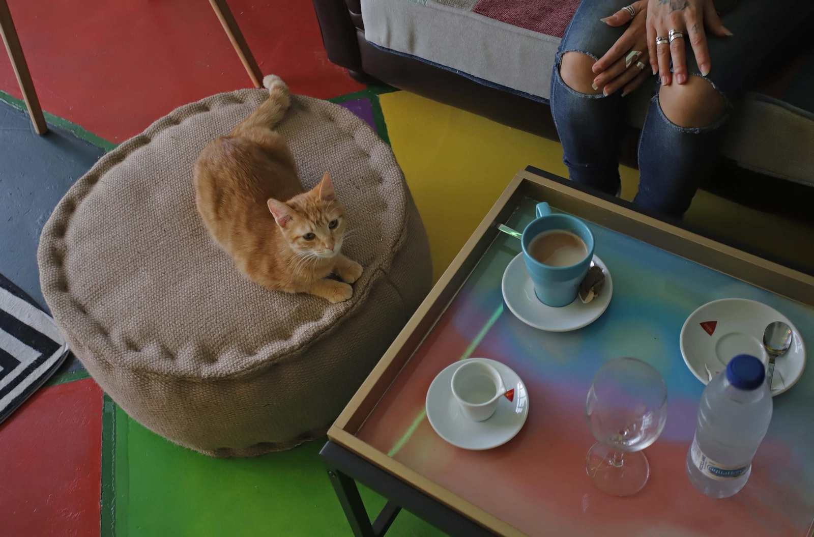 Fotos de Kitty Cat, la cafetería - refugio de gatos en La Línea