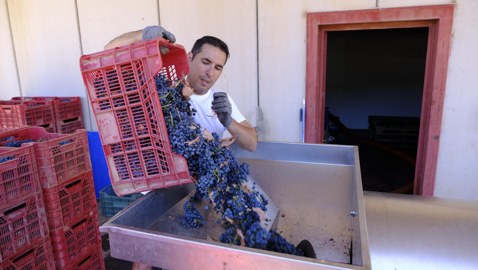 Las imágenes de la vendimia en la zona de Laujar de Andarax