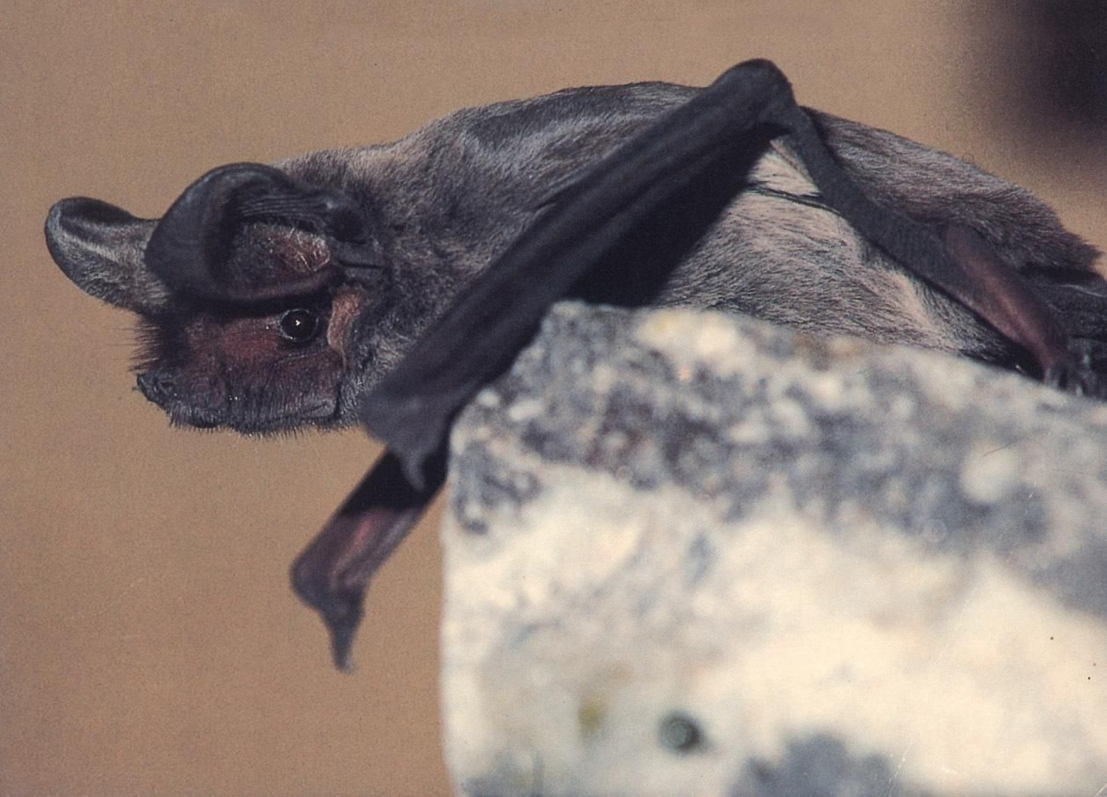 Una nueva investigación podría confirmar el origen natural del COVID-19