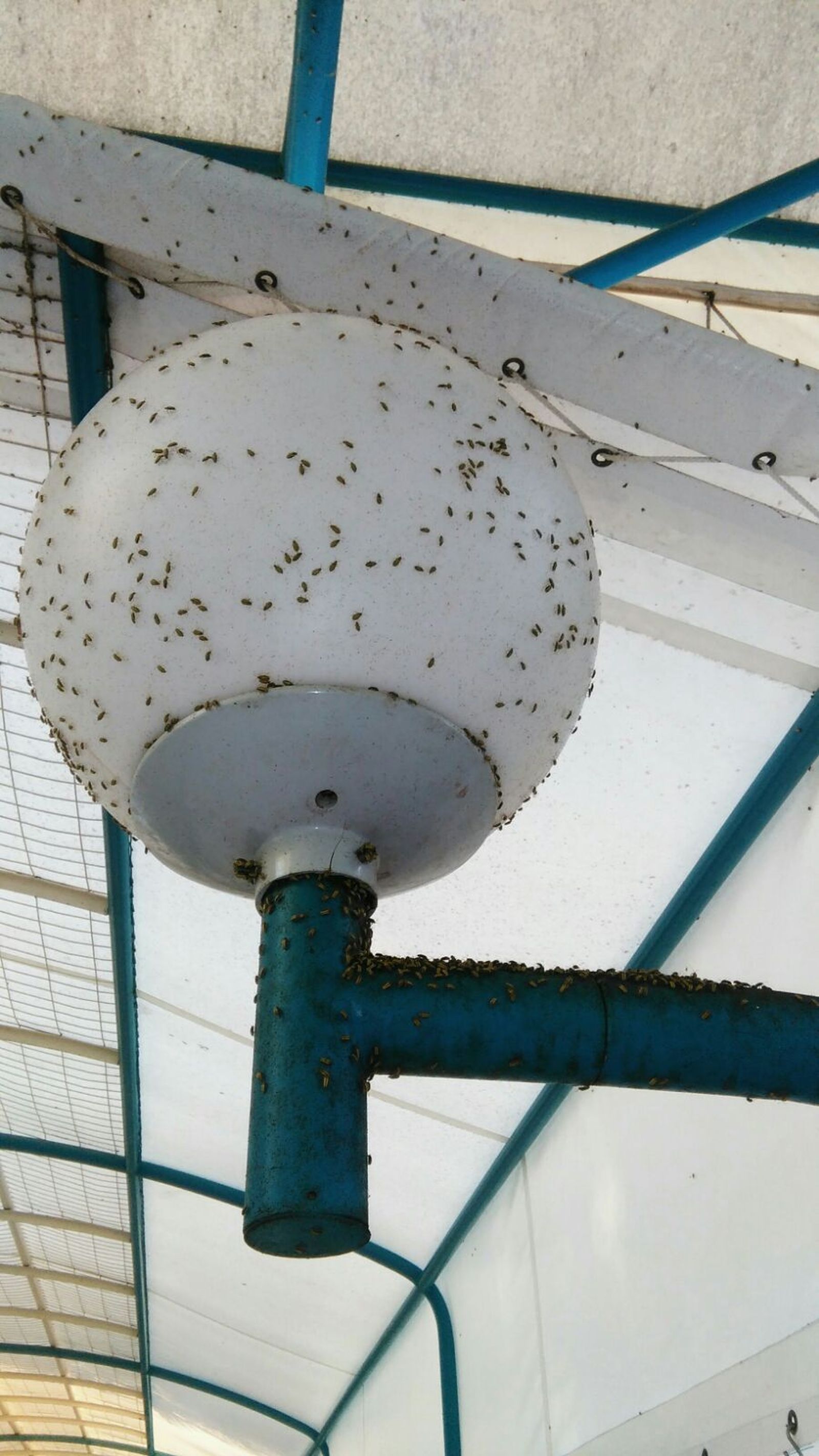 Las galerucas se han extendido estos días a las farolas y otros puntos de luz.