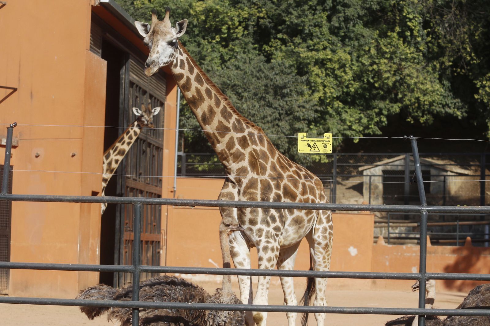 Las fotografías de la reapertura del Zoo de Córdoba tras el coronavirus