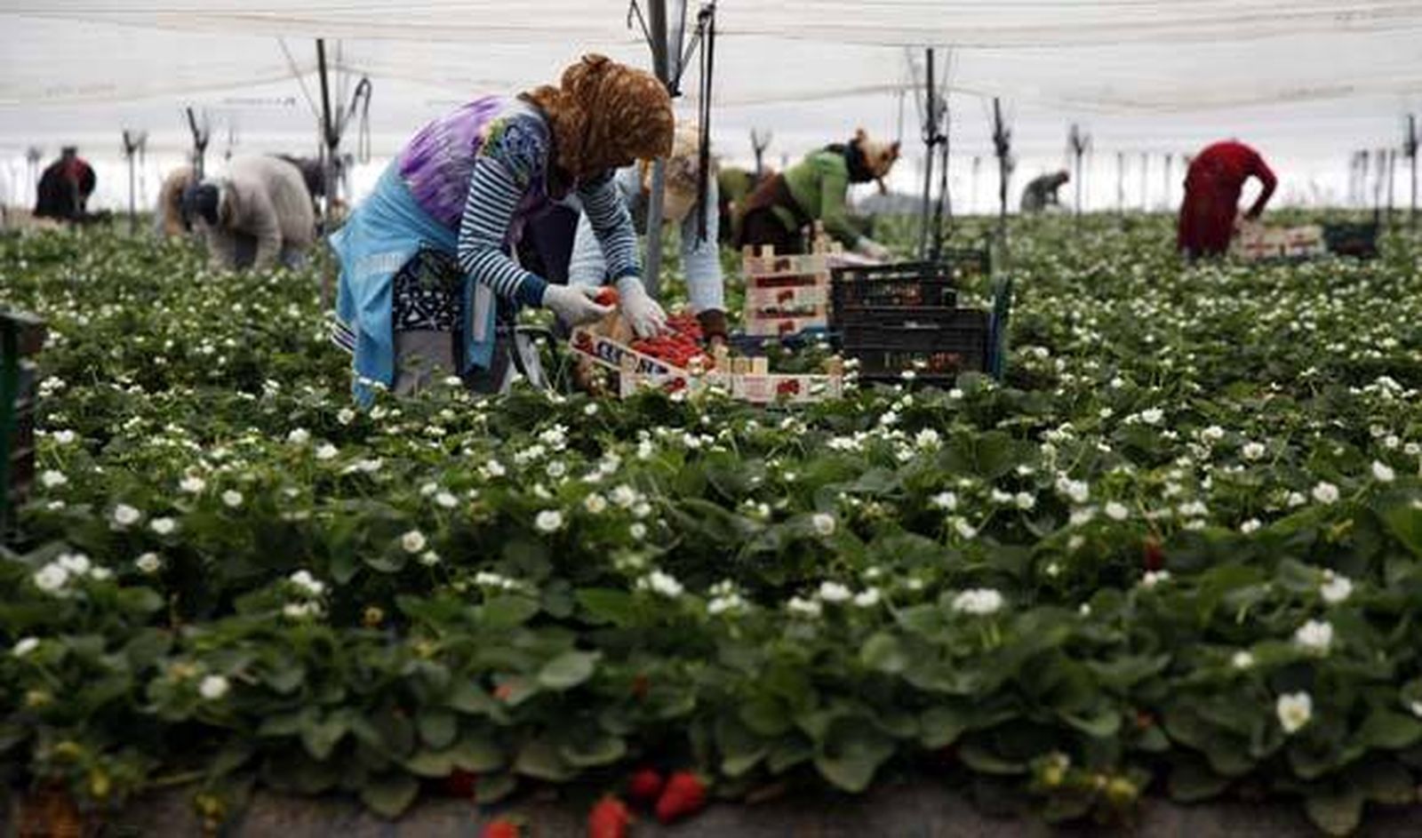 Los temporeros, la mano de obra que busca (proteger) Europa