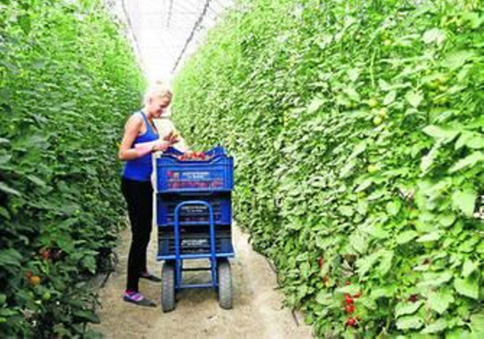 Las 30.000 hectáreas invernadas que posee Almería son un arma fundamental contra el calentamiento global de la Tierra.