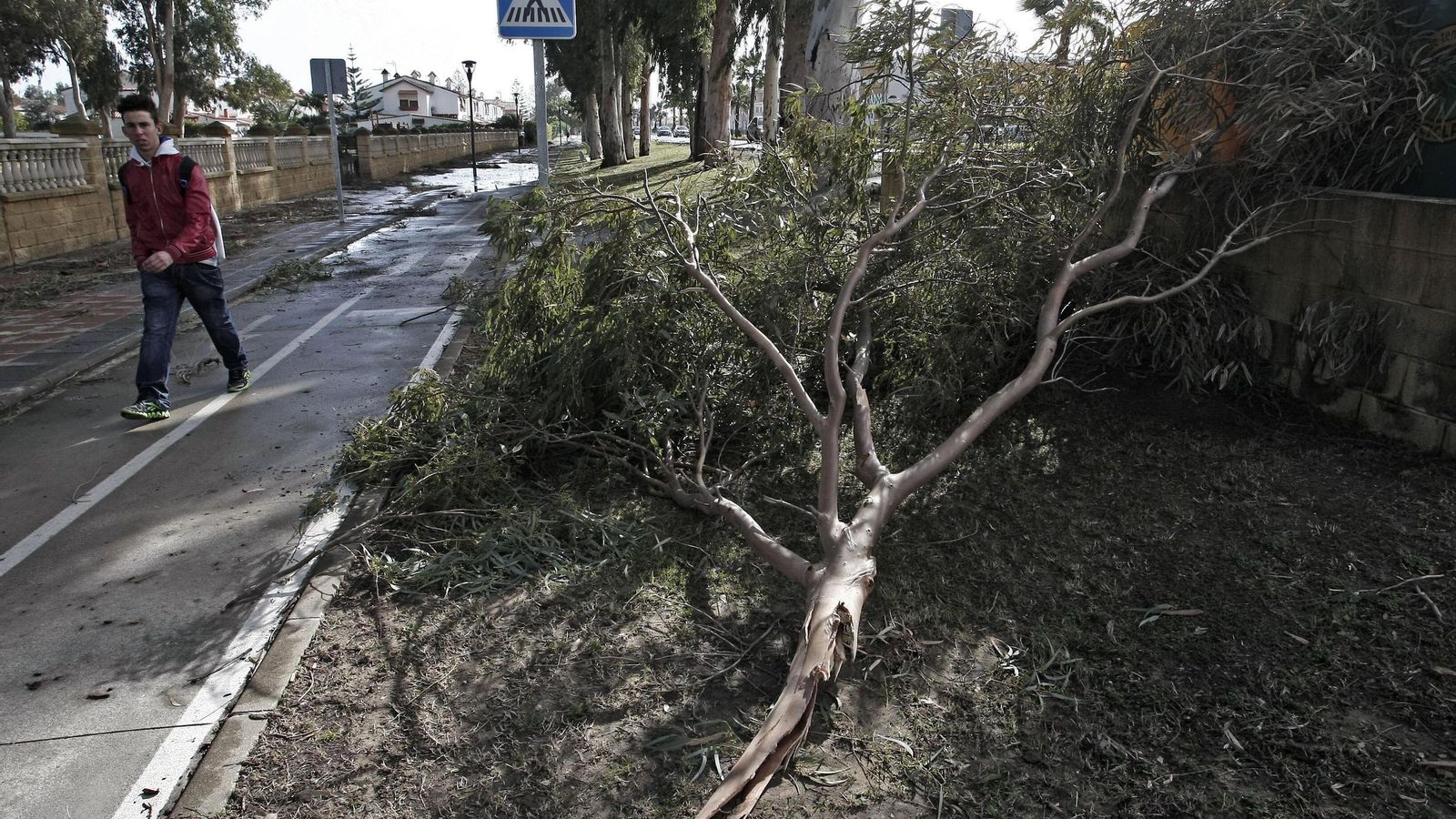 Un árbol caído tras un temporal de levante en Algeciras.