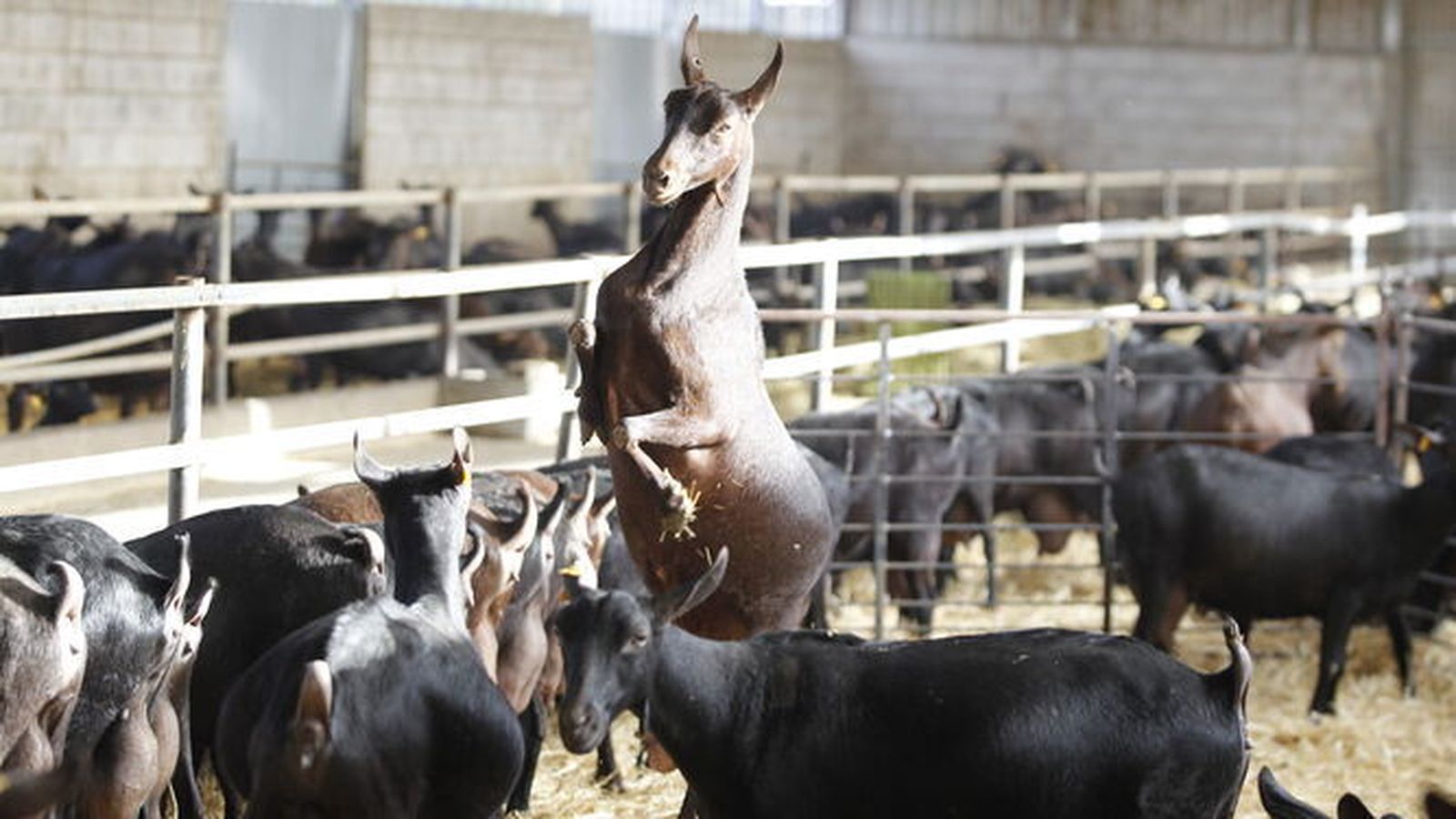 El foro de caprino será en El Ejido en septiembre