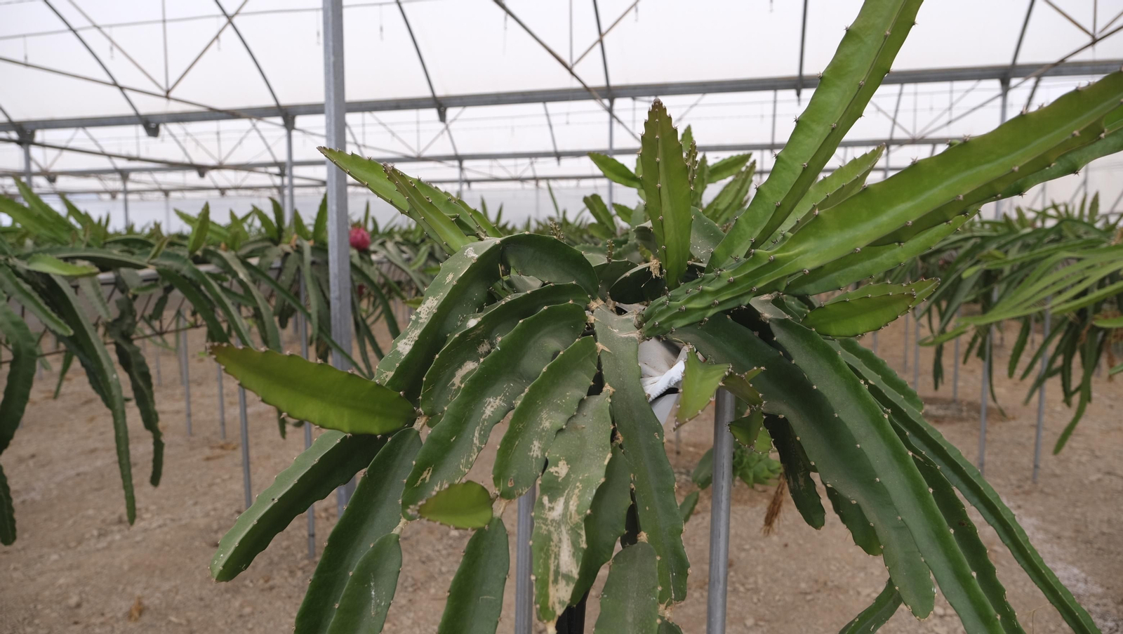 Imágenes del Foro Datagri en Las Palmerillas Cajamar