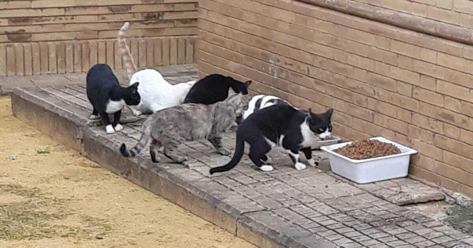 Investigan un conflicto entre vecinos tras la muerte de un gato de forma "violenta"