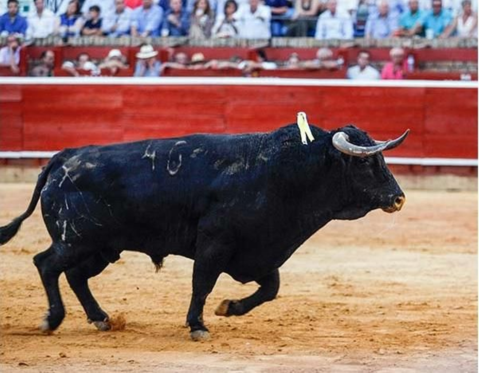 El toro Rebaja de Cuadri uno de los destacados dentro de un gran encierro El toro Rebaja de Cuadri uno de los destacados dentro de un gran encierro
