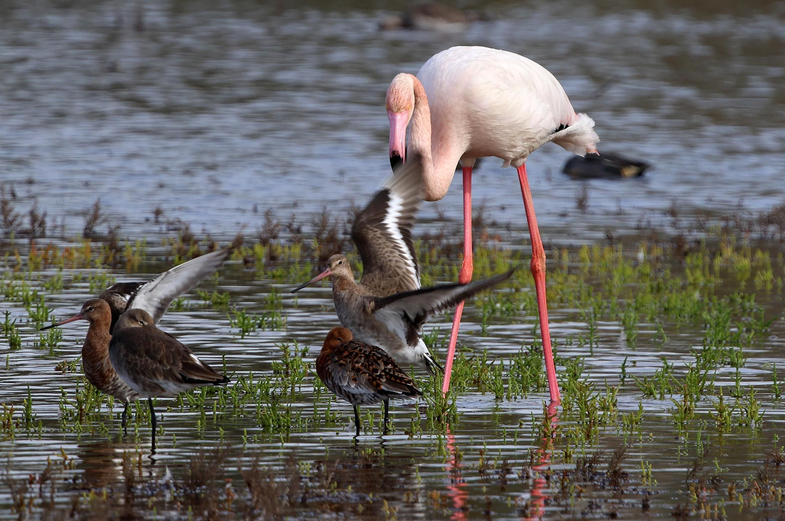 Imágenes de Marismas del Odiel, un Paraje Natural en la confluencia de las desembocaduras de los ríos Tinto y Odiel