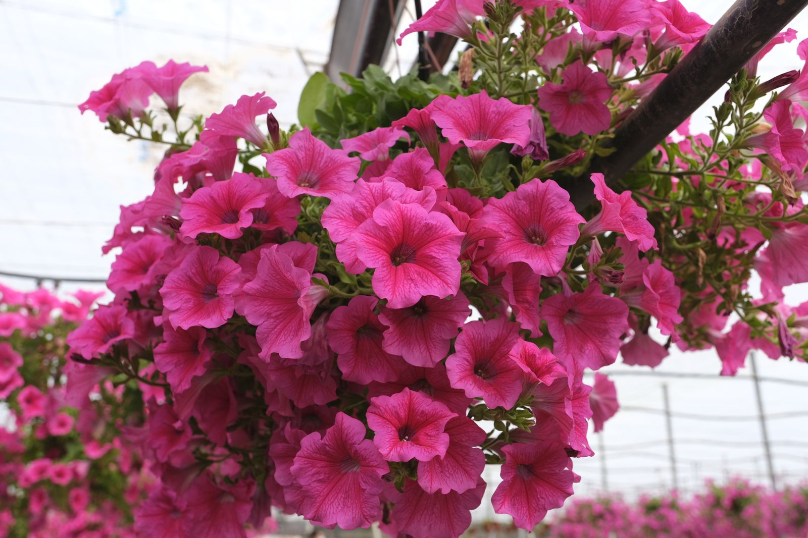 Fotogalería de la visita al vivero municipal de Almería.