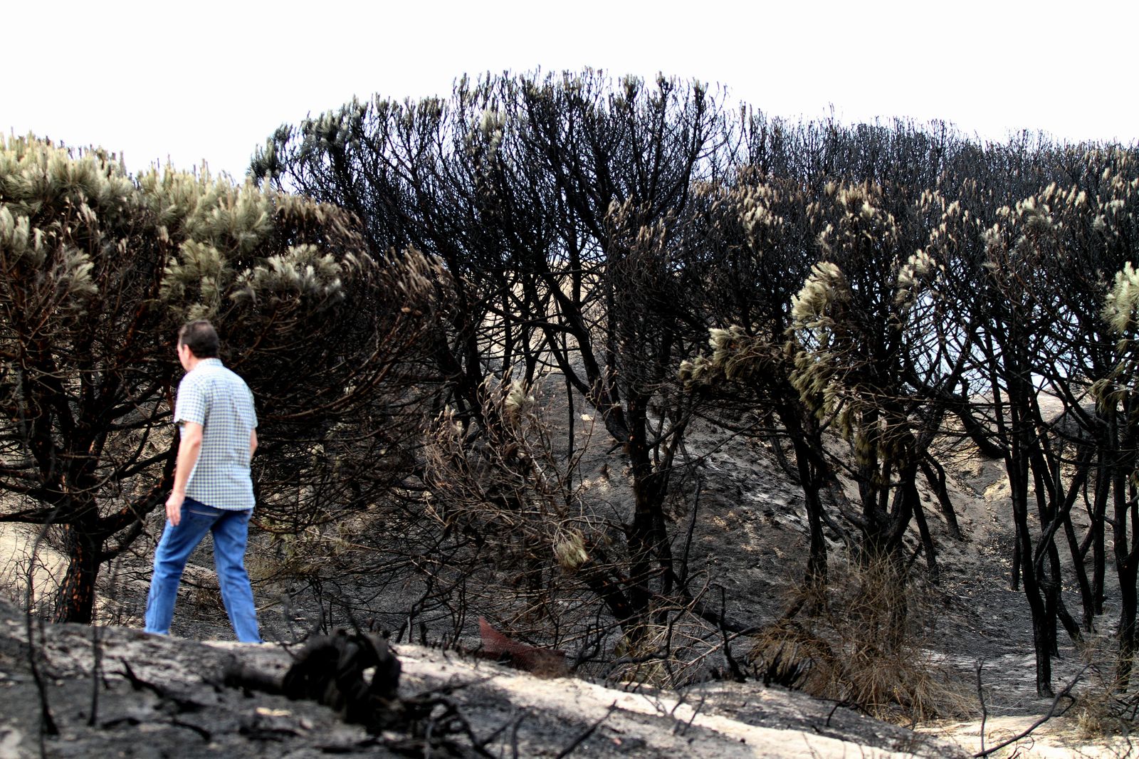 Imágenes de las consecuencias del incendio de Moguer