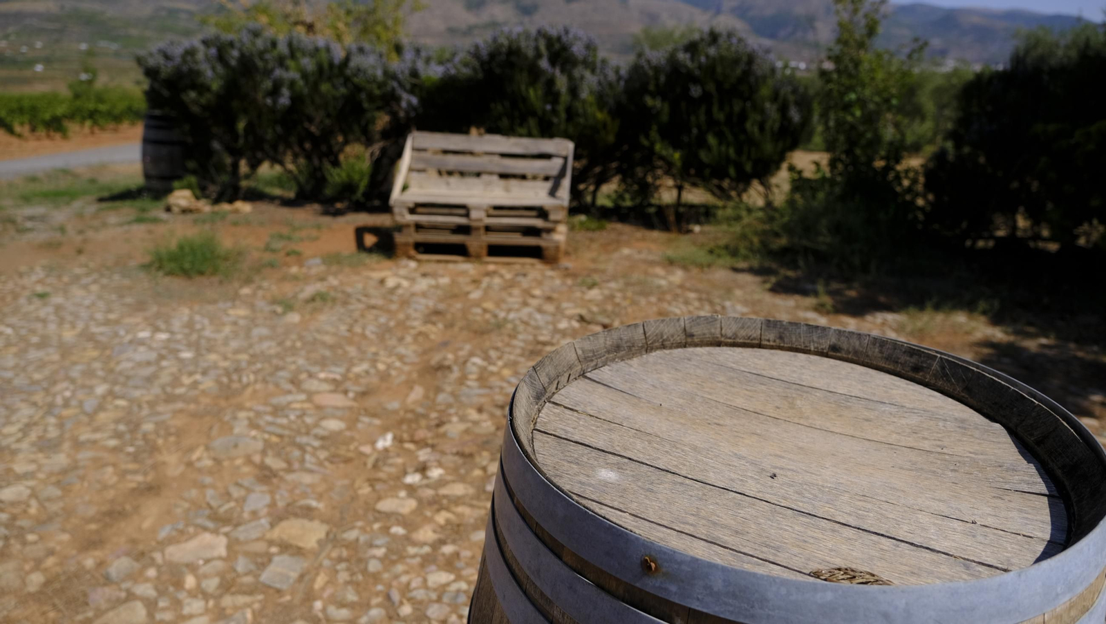 La vendimia en la Bodega Cortijo del Cura de Laujar, en imágenes