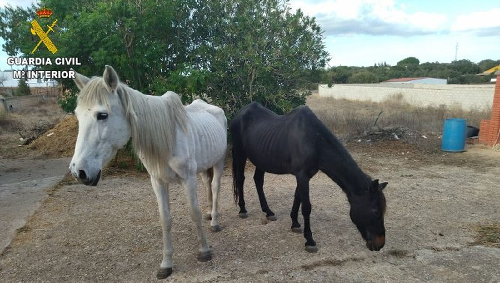 Dos yeguas rescatadas por la Guardia Civil en la perrera ilegal de Chiclana.