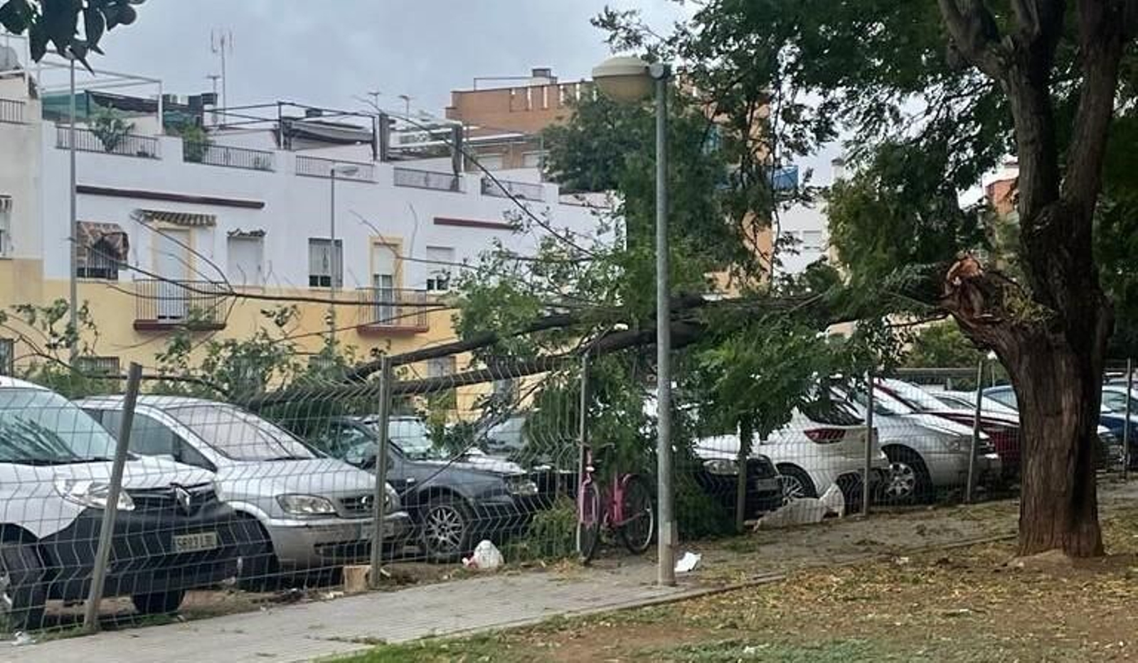 Una rama de un árbol caída sobre un coche por el barrio de la Colonia de la Paz.