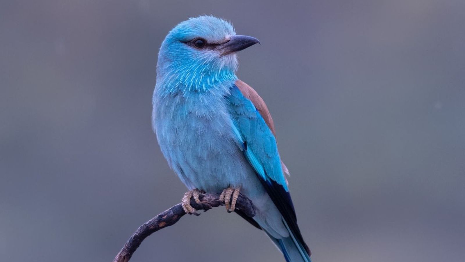 Carraca europea, un ave que sobrevive en Almería por fuerza de voluntad.