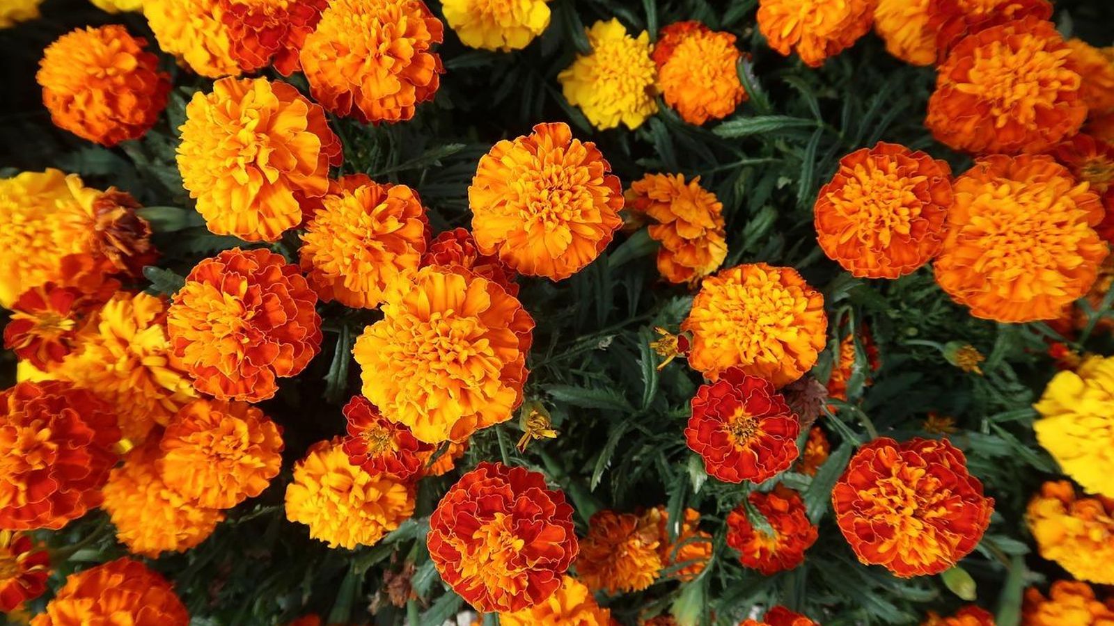 Flores de caléndula