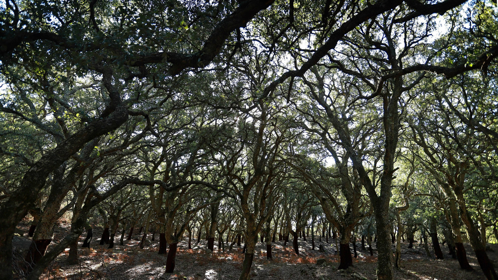 Las mejores fotos del Tajo de las Escobas