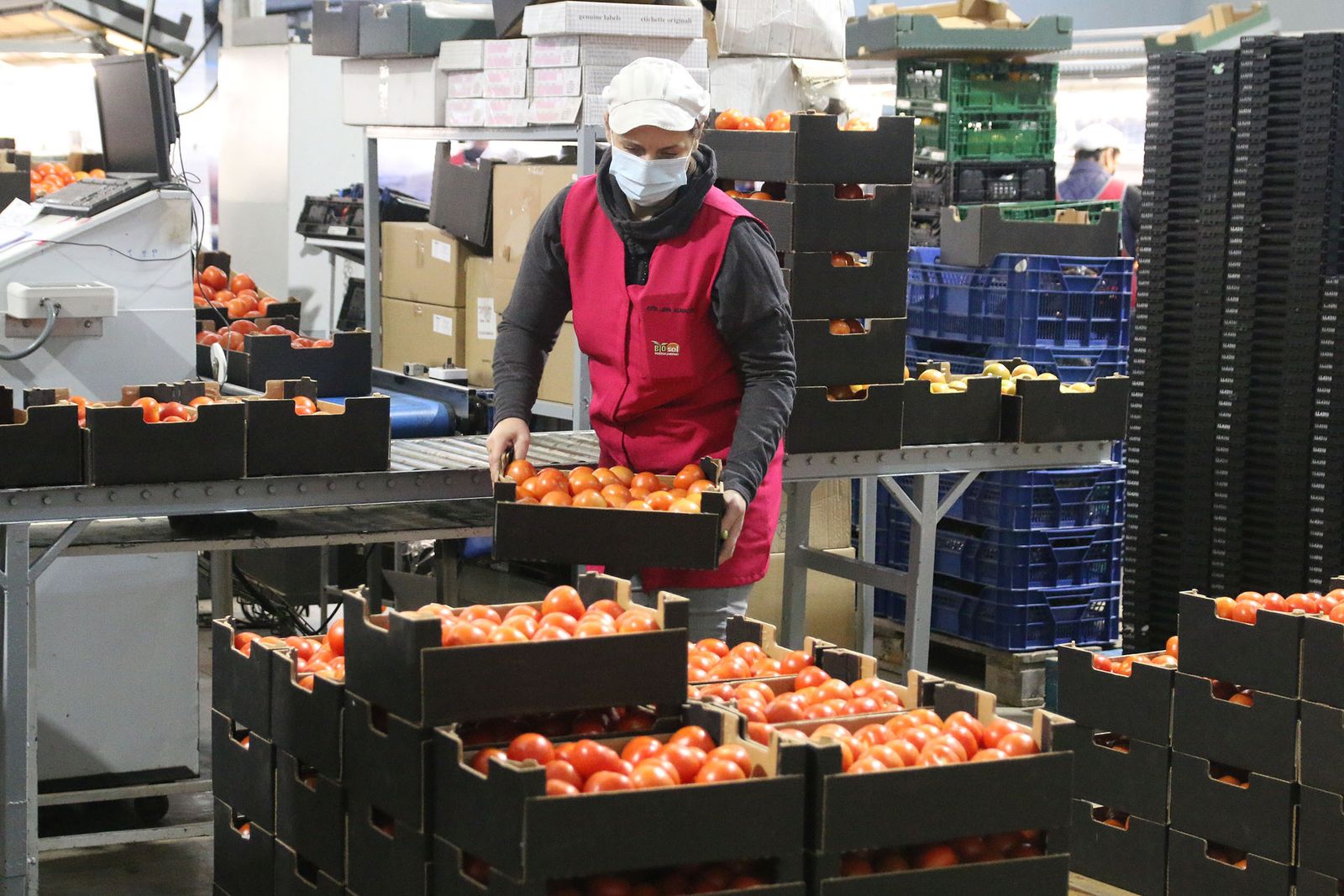 El sector hortofrutícola almeriense salva otra temporada incierta