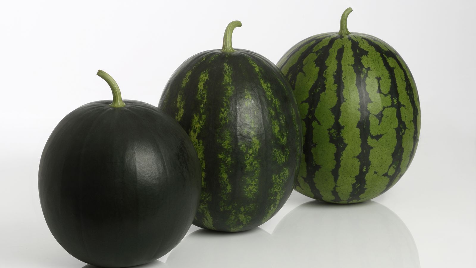 Sandissima de Rijk Zwaan