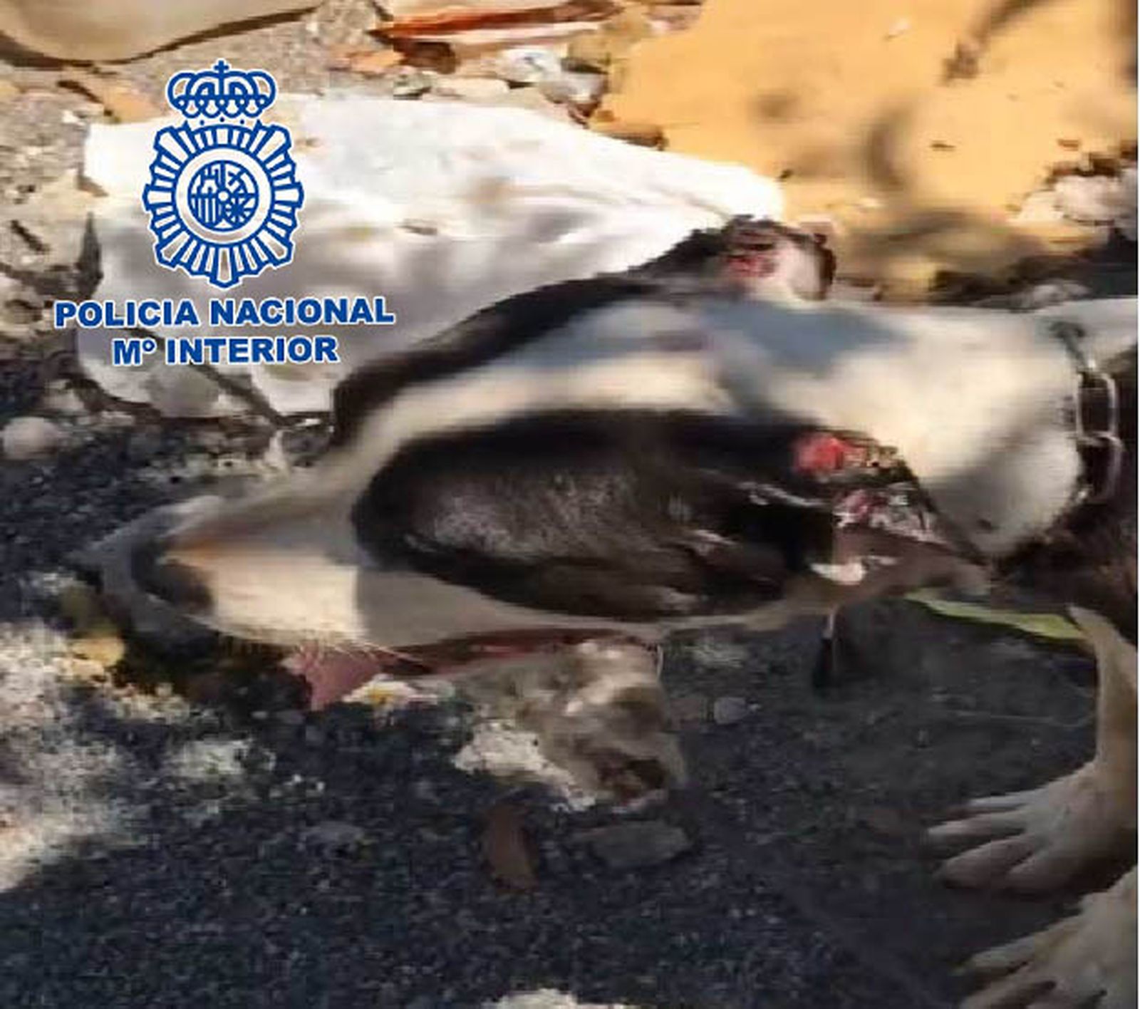 La Policía Nacional en El Ejido ha detenido a un hombre por un delito de maltrato animal.