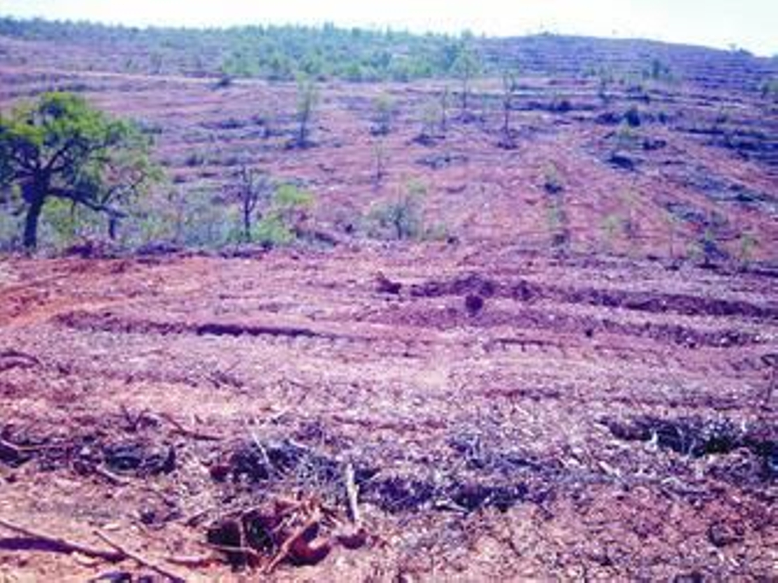 Finca El Ojo de Berrocal donde Ence está realizando trabajaos de renovación y mejora en plantaciones de eucalipto.