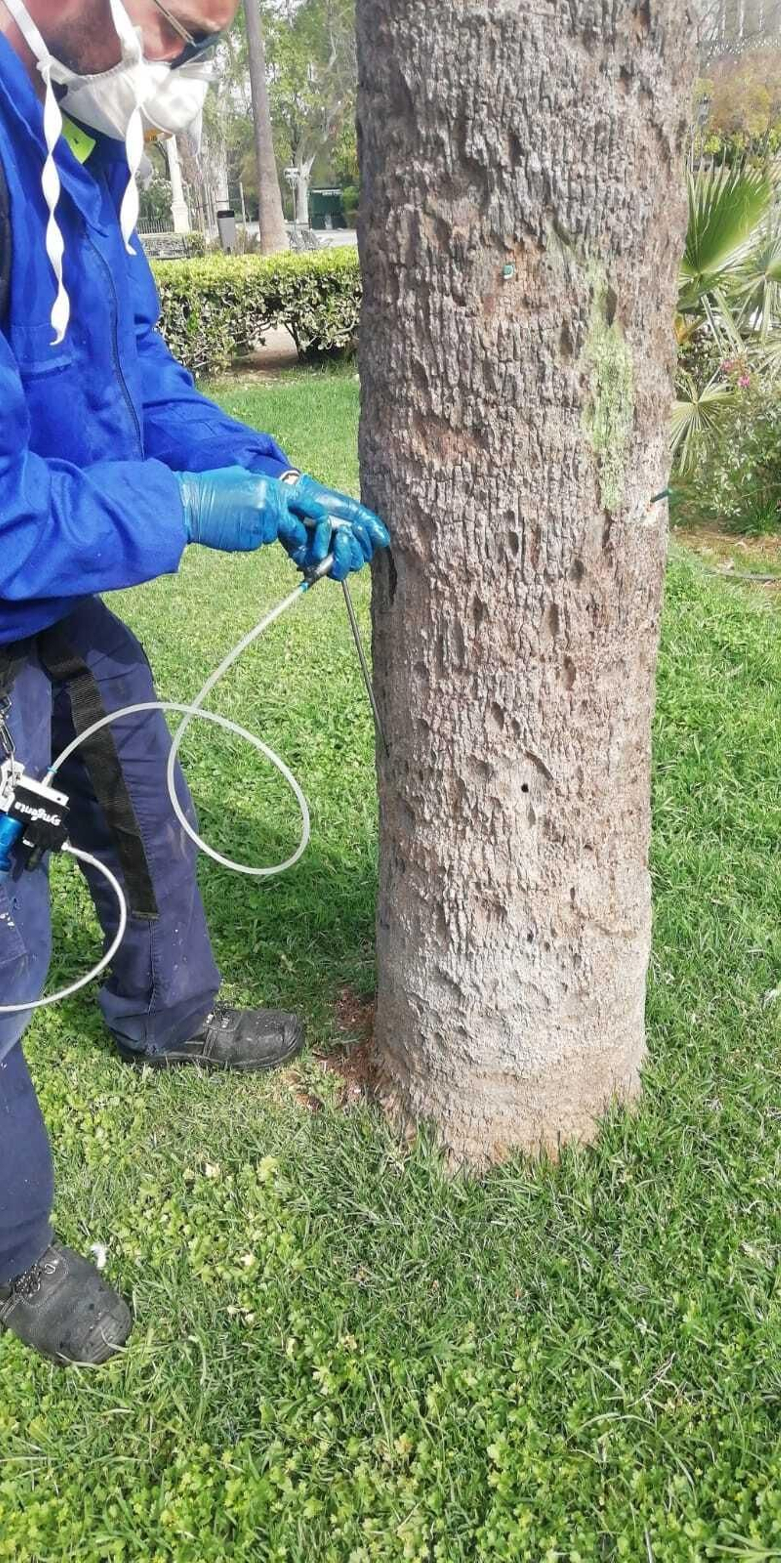 Tratamiento aplicado a una palmera.