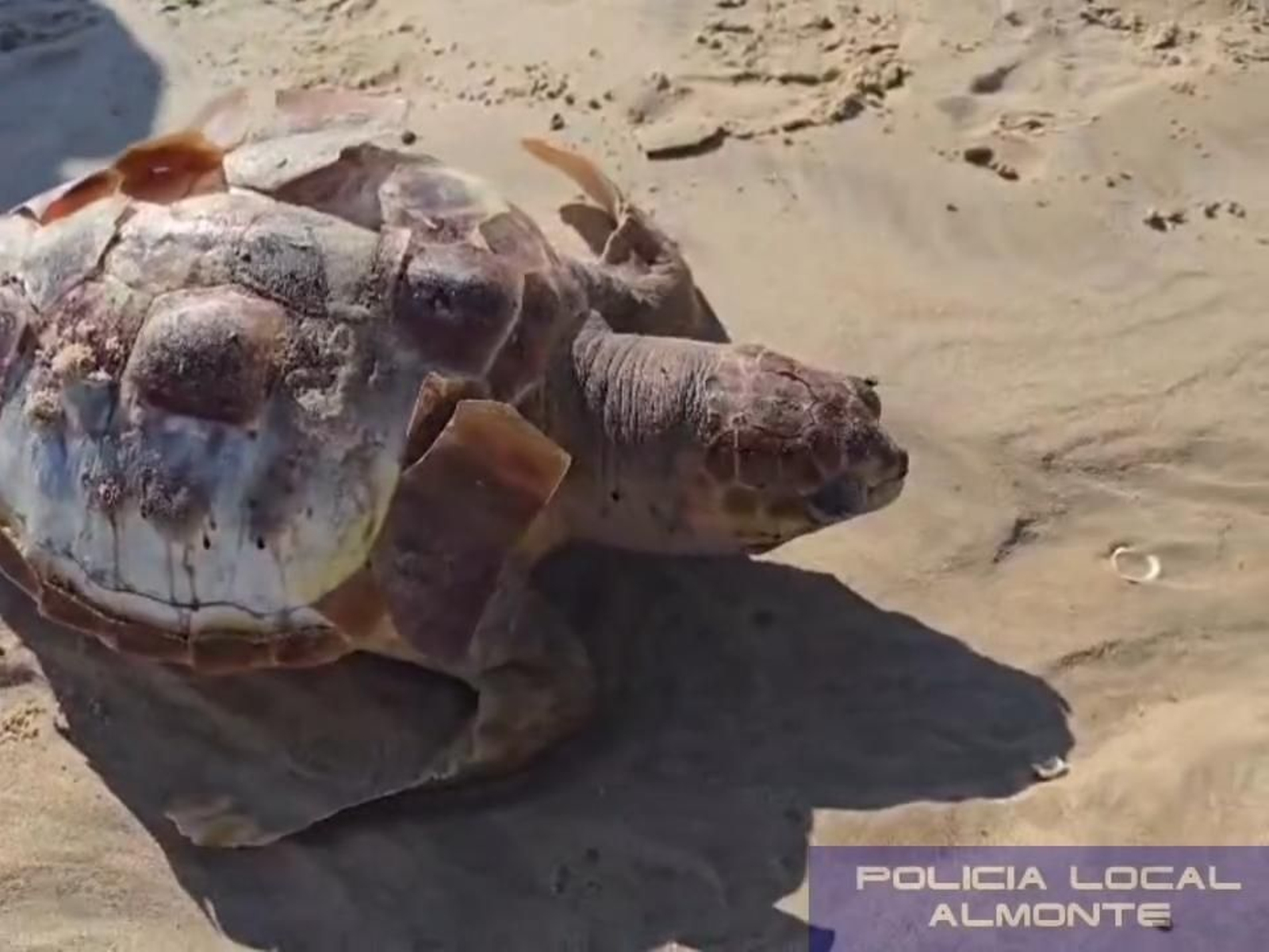Una tortuga marina muerta en Matalascañas