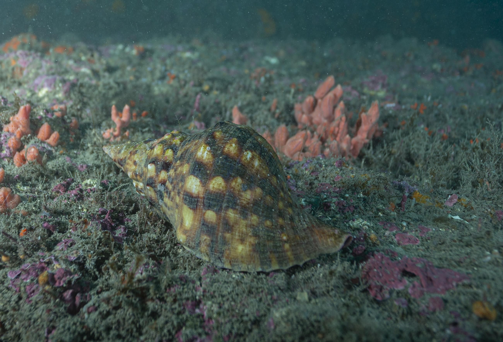 Charonia lampas Charonia lampas