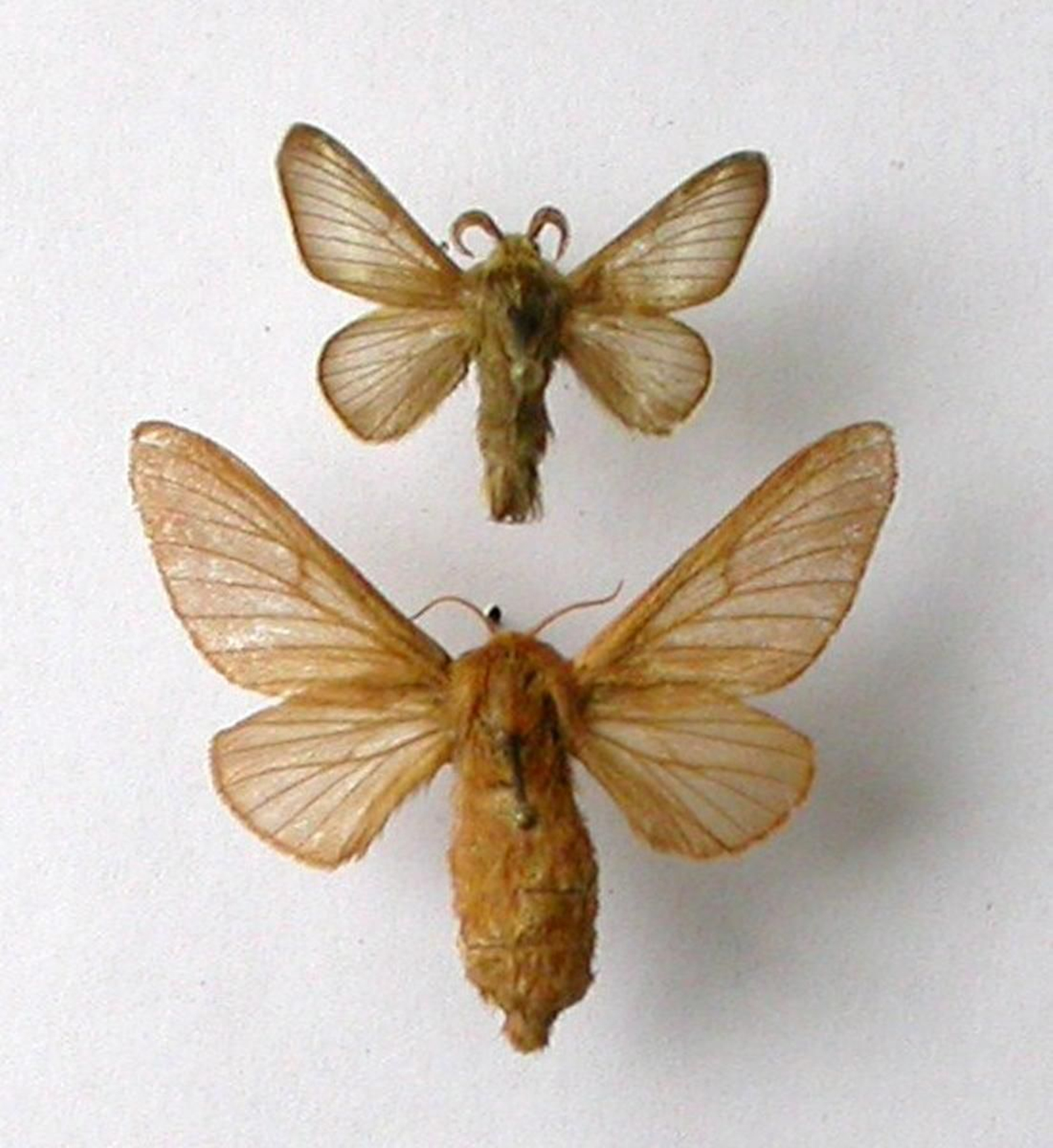 El macho y la hembra de Malacosoma laurae, la mariposa descubierta por Huertas, a la que puso el nombre de su hija