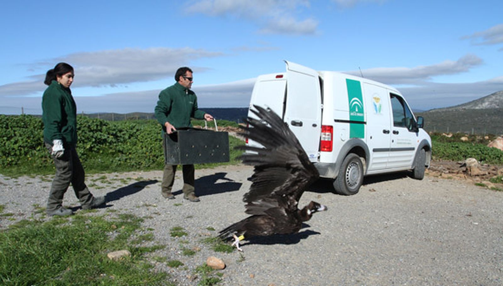 Liberan un buitre negro hallado en el interior de una empresa de Medina