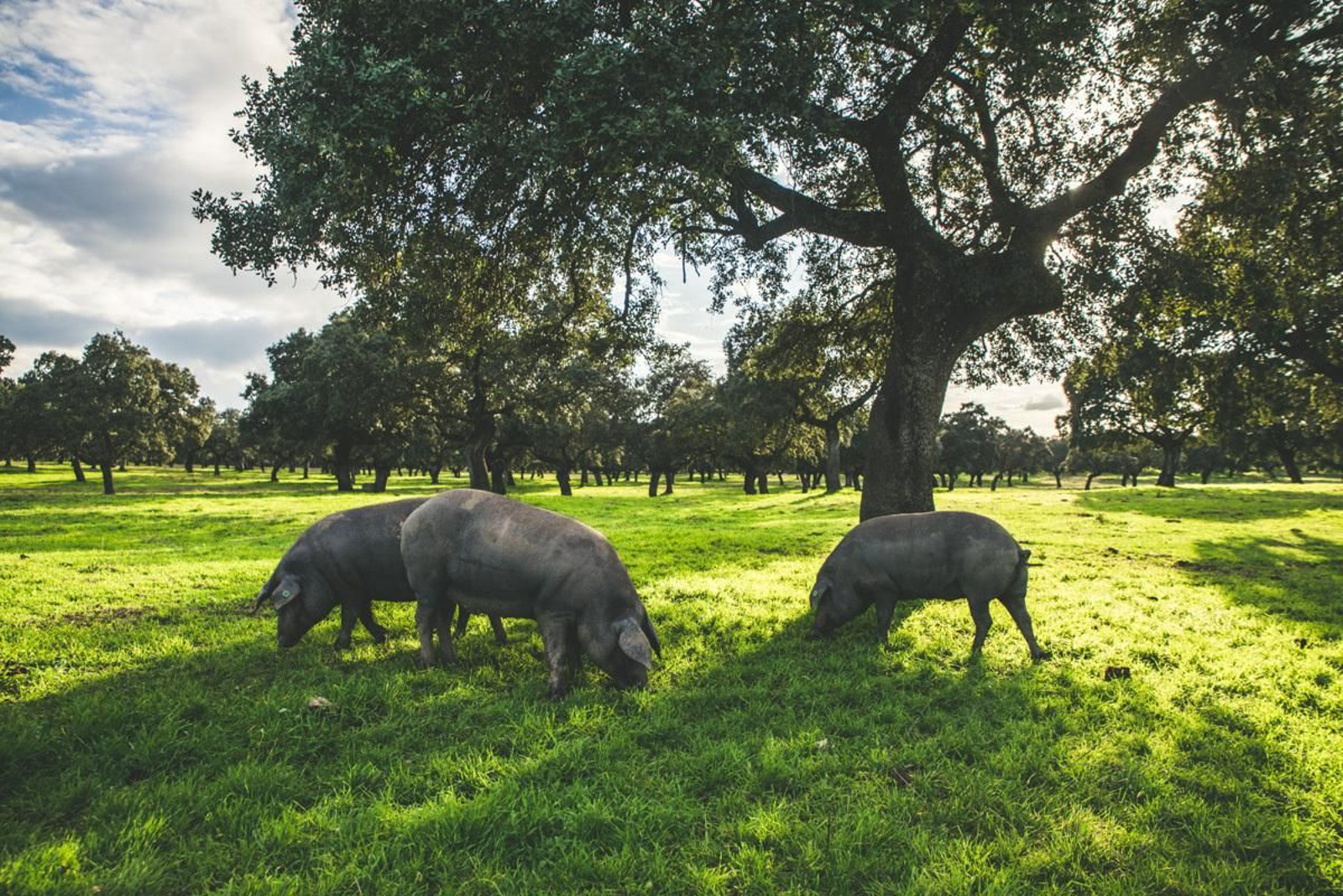 Cerdos en la dehesa de Los Pedroches.