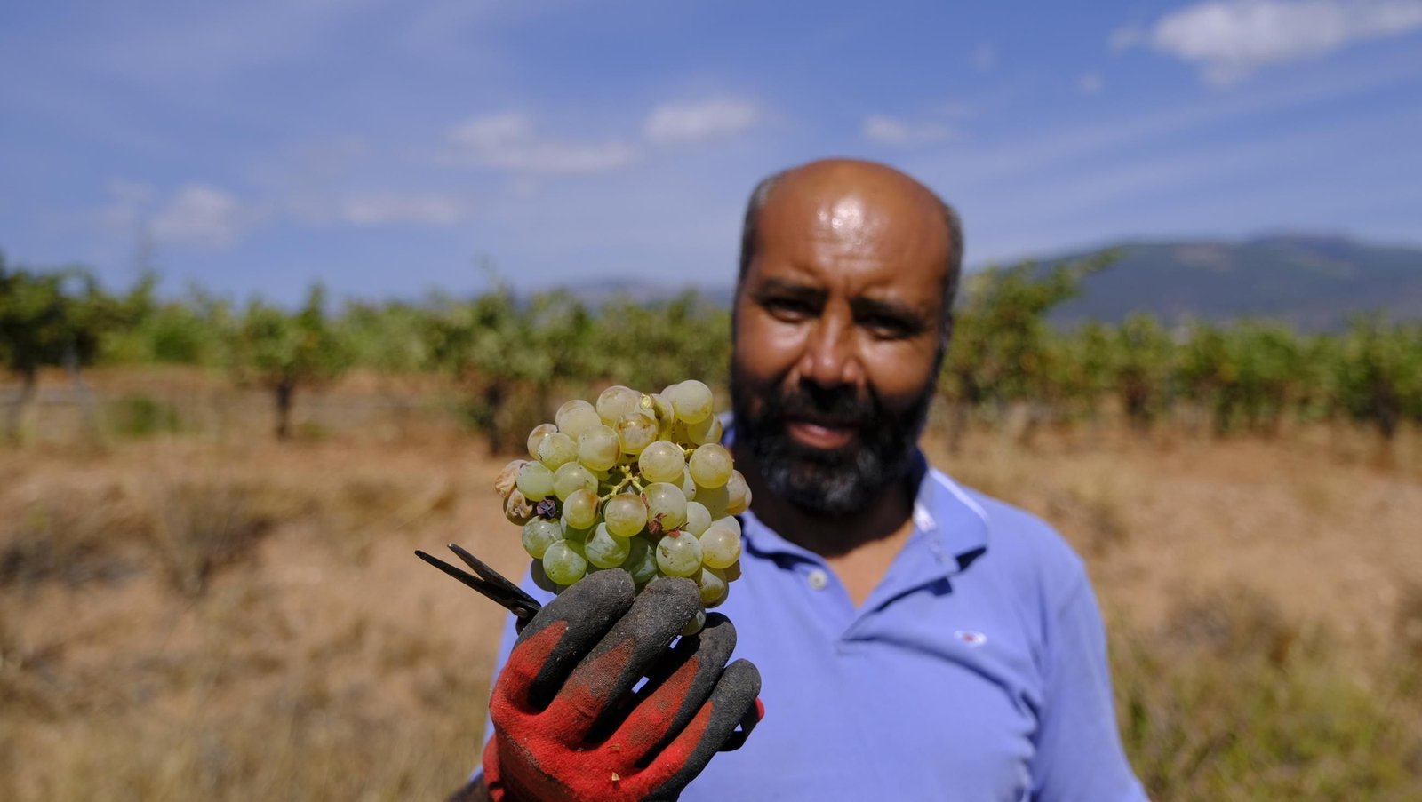 La vendimia en la Bodega Cortijo del Cura de Laujar, en imágenes