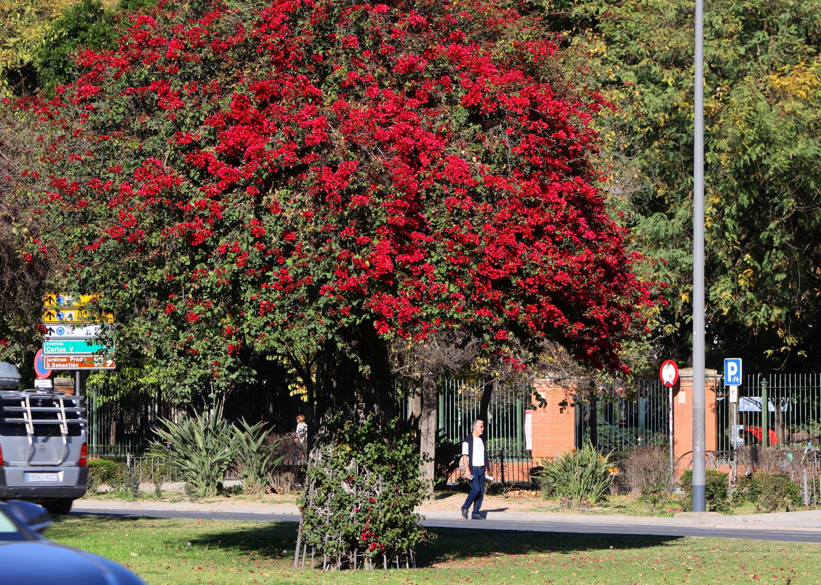 Comienzo de la primavera en Sevilla