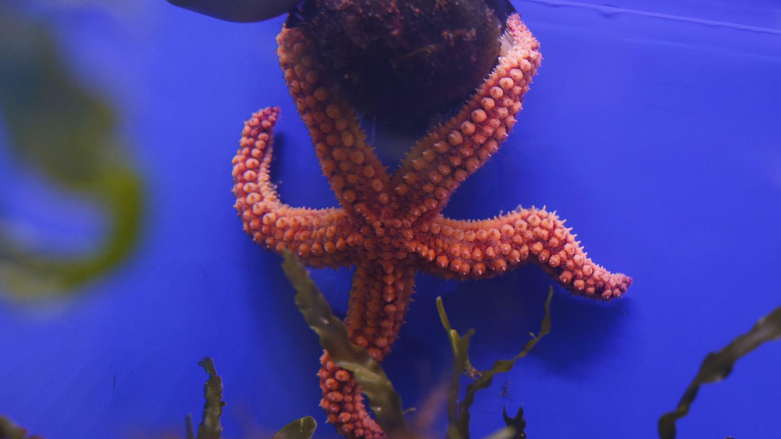 Estrella de mar en la instalación de la Facultad de Ciencias.