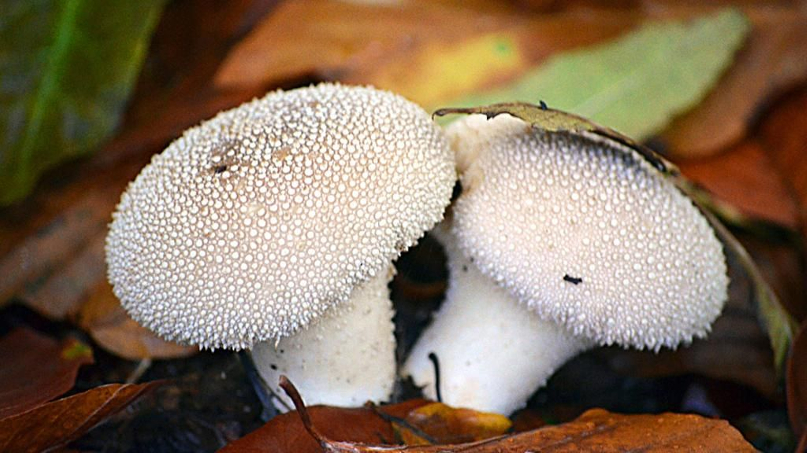 Esta curiosa seta desprende sus esporas en un polvo verde que le da nombre.