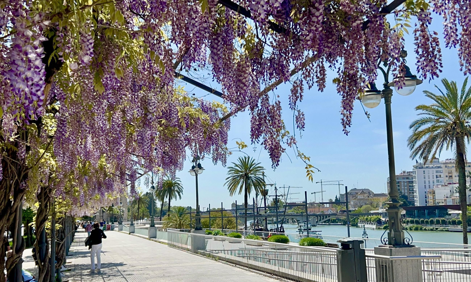 La belleza de las glicinias del Paseo de Cristóbal Colón