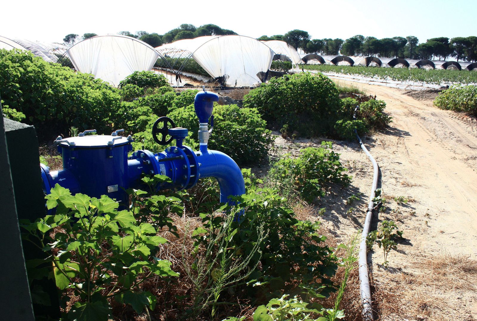 Sistema de riego en una finca de frutos rojos.